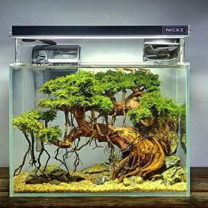 Hồ Thủy Sinh Bonsai – Những điều cần biết cho người mới chơi