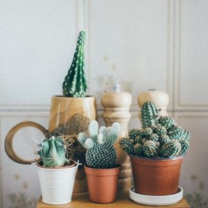 Tiểu Cảnh Xương Rồng – Những điều cần biết cho người mới chơi
