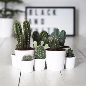 Tiểu Cảnh Xương Rồng – Những điều cần biết cho người mới chơi